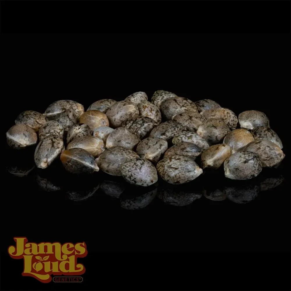 tko cannabis seeds tko cannabis seeds