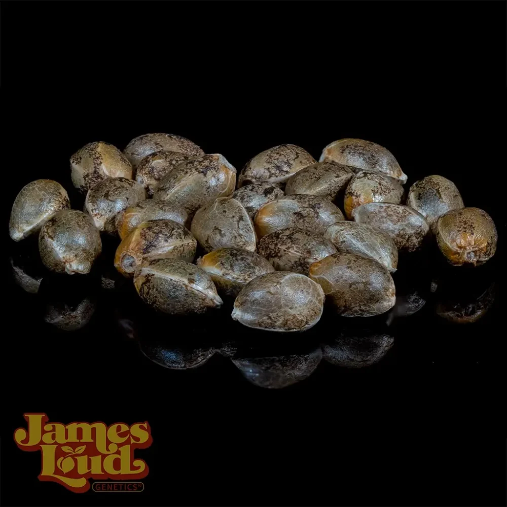 41 kings cannabis seeds 41 kings cannabis seeds