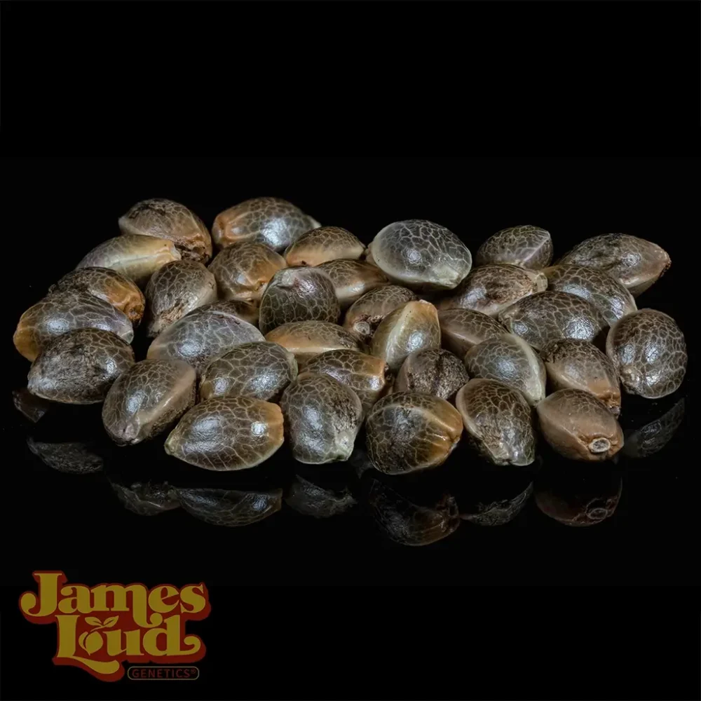 Gelato 41 S1 cannabis seeds Gelato 41 S1 cannabis seeds