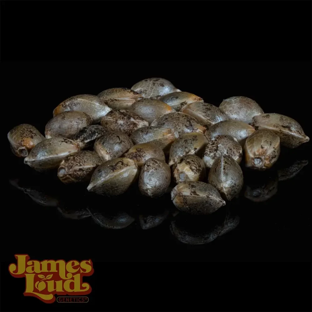 Guava Starlato cannabis seeds Guava Starlato cannabis seeds