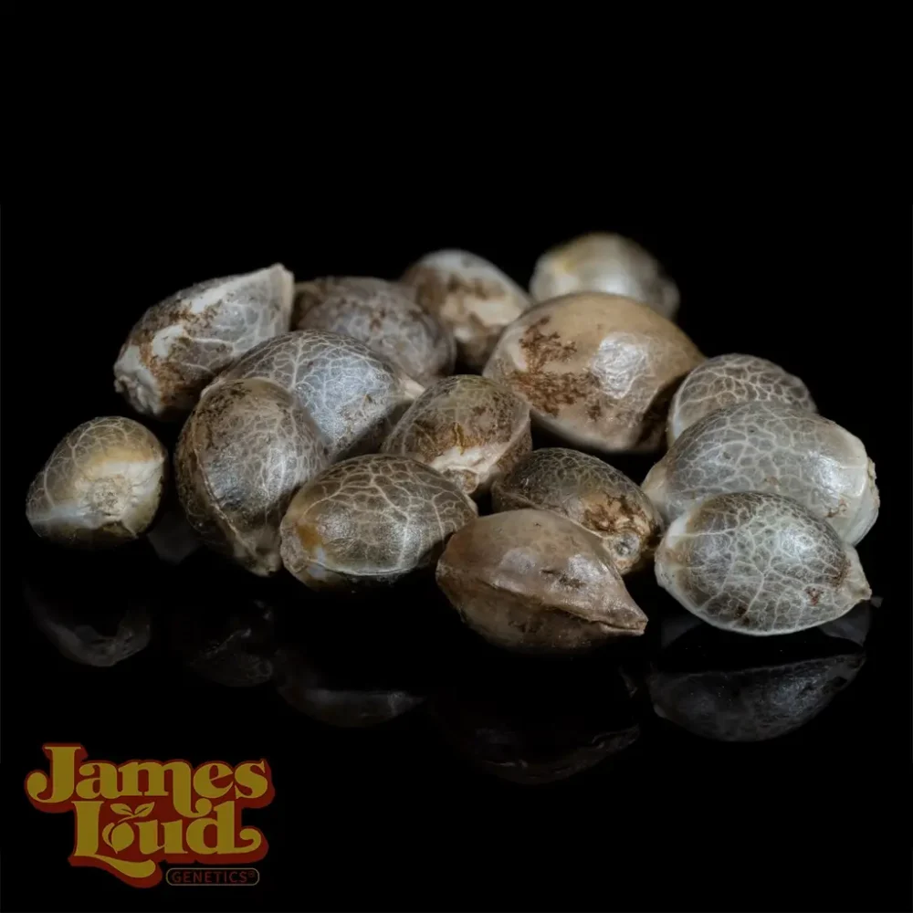Guavalato Auto cannabis seeds Guavalato Auto cannabis seeds