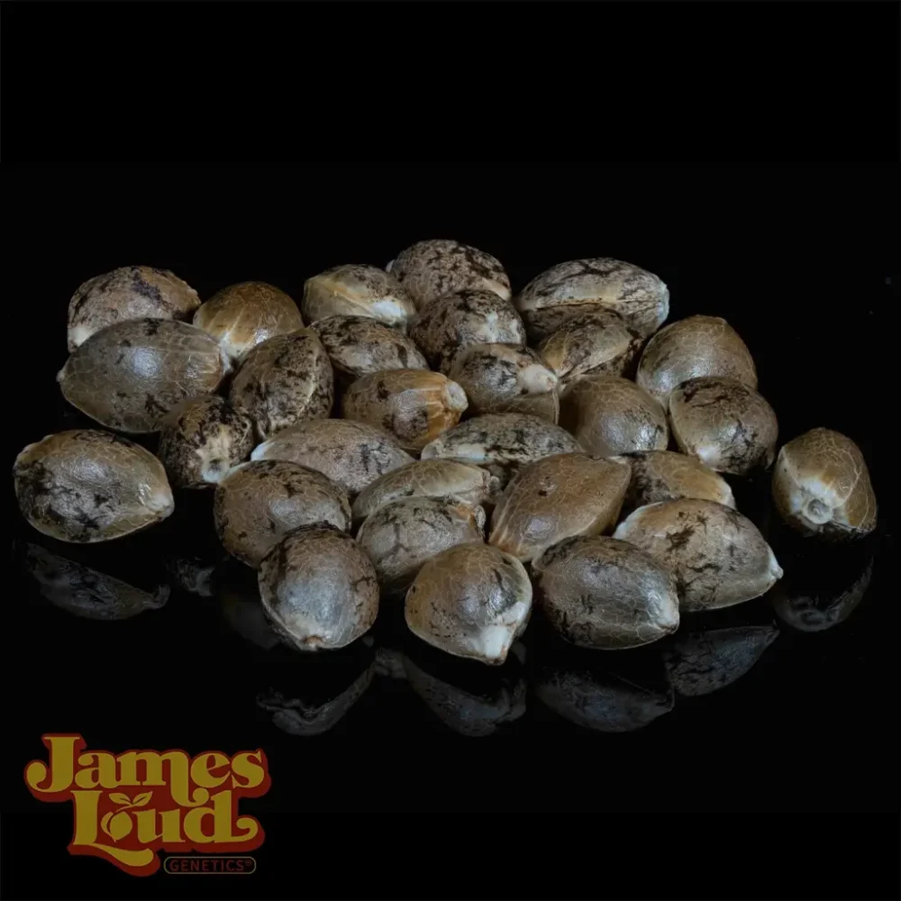 Italian Apple cannabis seeds Italian Apple cannabis seeds