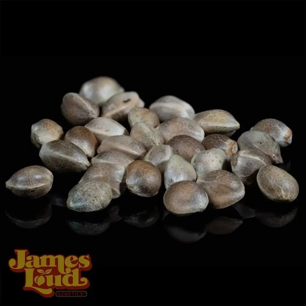 Nozze Gelato cannabis seeds Nozze Gelato cannabis seeds
