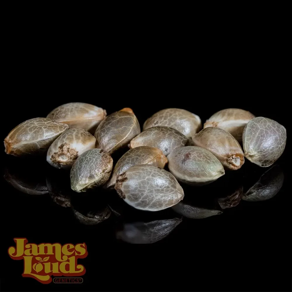 acai tangie cannabis seeds acai tangie cannabis seeds