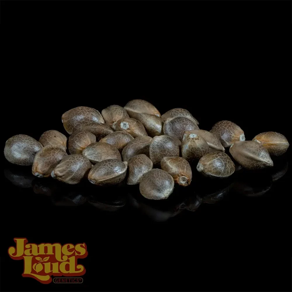 ala mode cannabis seeds ala mode cannabis seeds