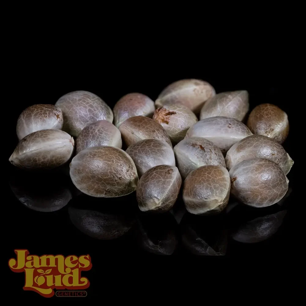 black and yellow cannabis seeds black and yellow cannabis seeds