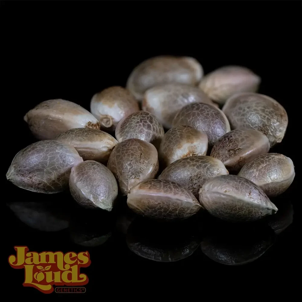 forum tangie cannabis seeds forum tangie cannabis seeds