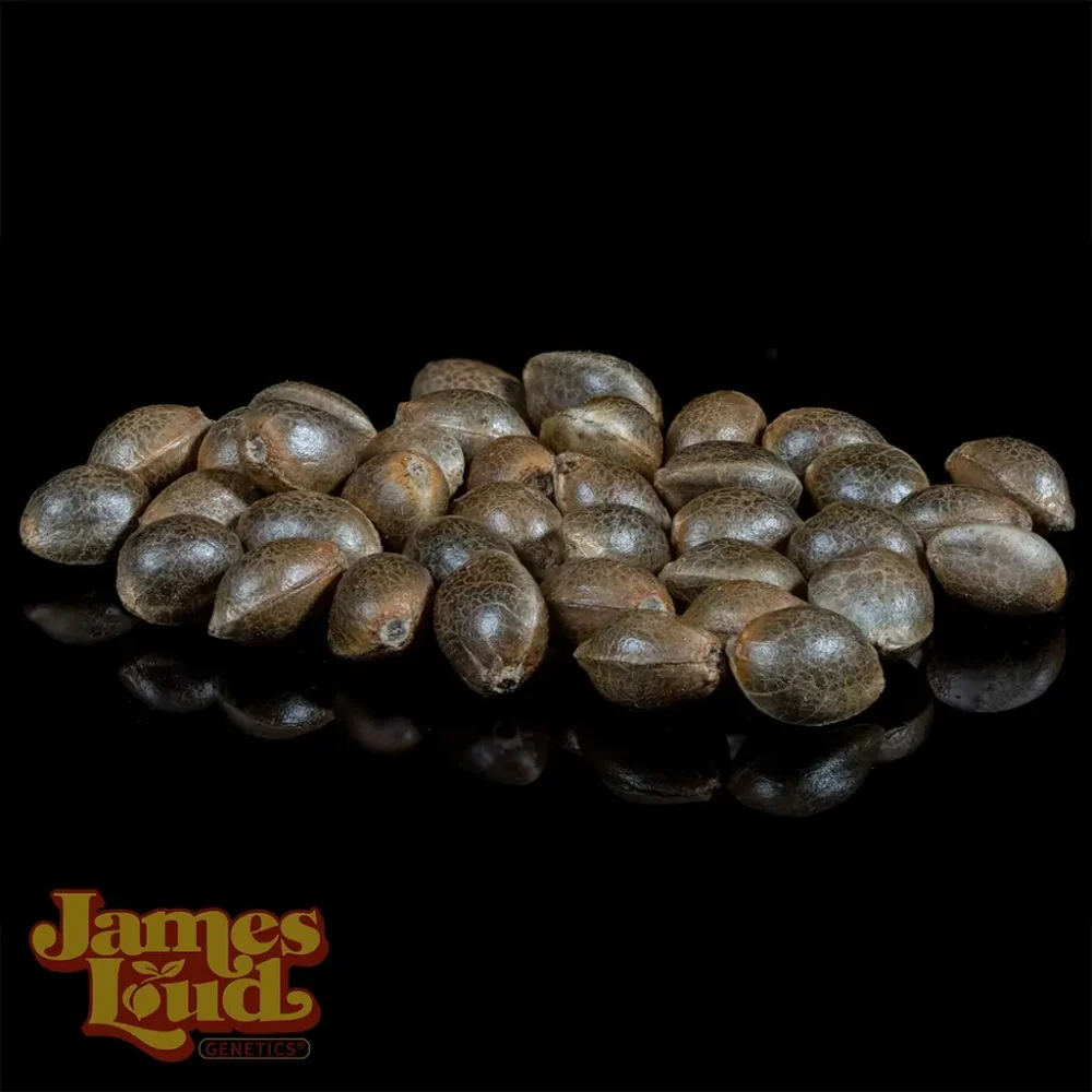 ganja cowboy cannabis seeds ganja cowboy cannabis seeds