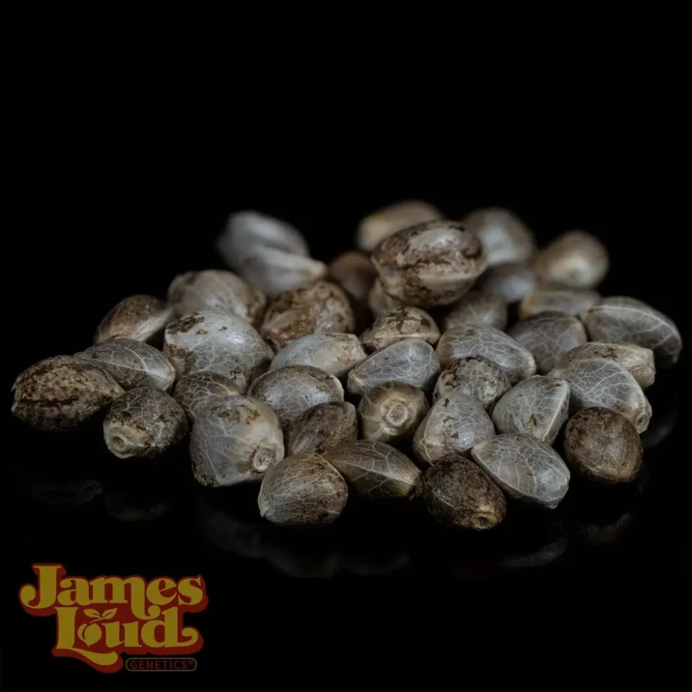 gelato chem auto cannabis seeds gelato chem auto cannabis seeds