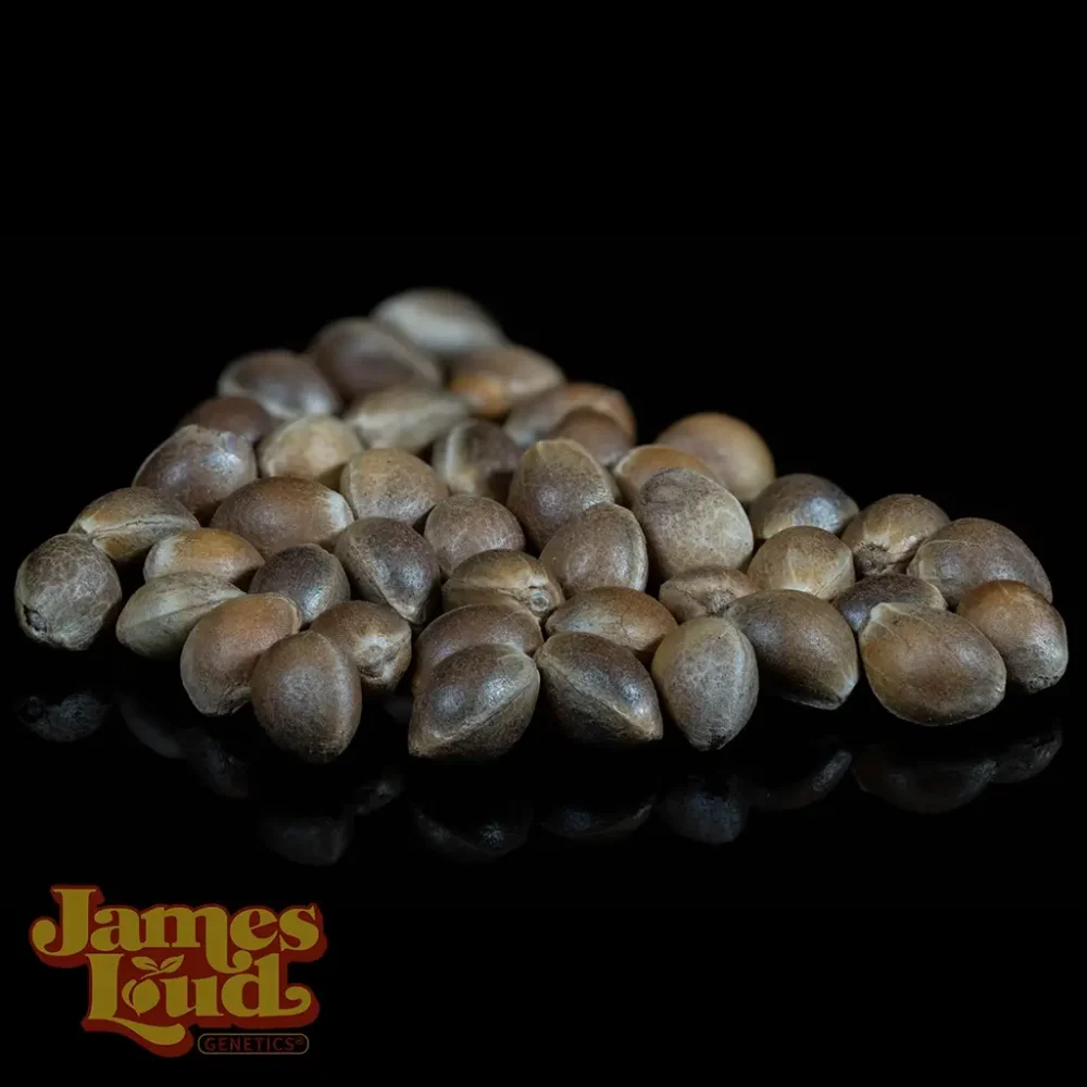 gluelato cannabis seeds gluelato cannabis seeds