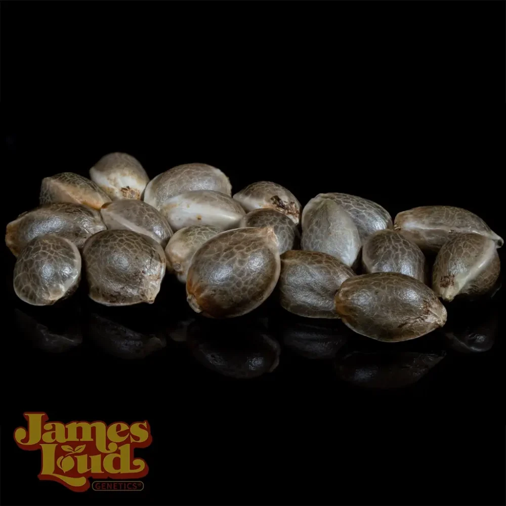 hollywood tangie cannabis seeds hollywood tangie cannabis seeds