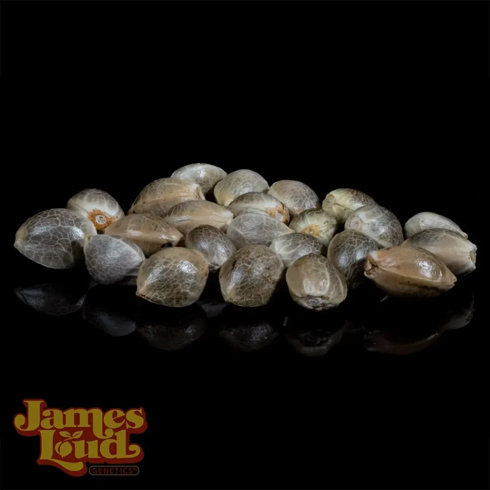 jah fada cannabis seeds jah fada cannabis seeds