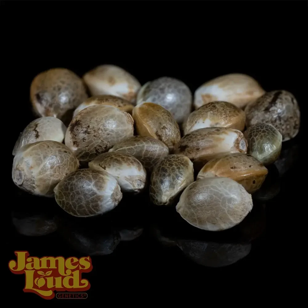 nobel tang cannabis seeds nobel tang cannabis seeds