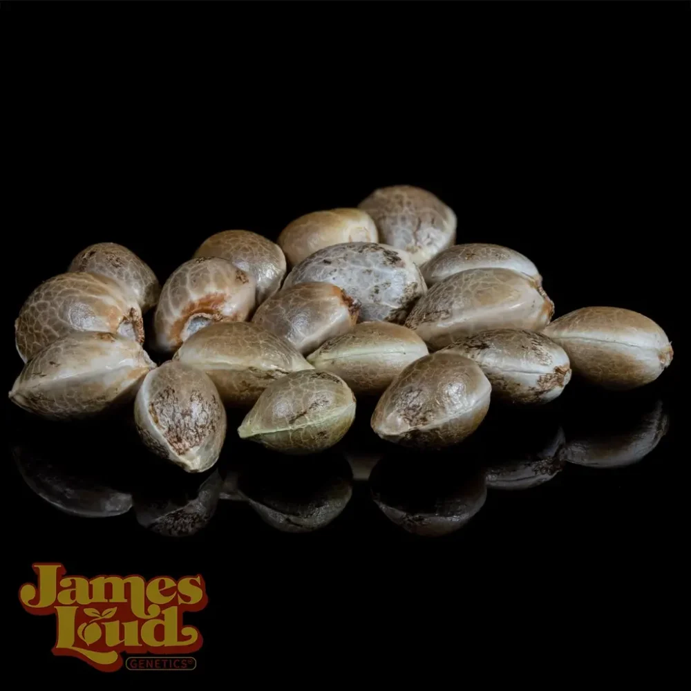 pt43 cannabis seeds pt43 cannabis seeds