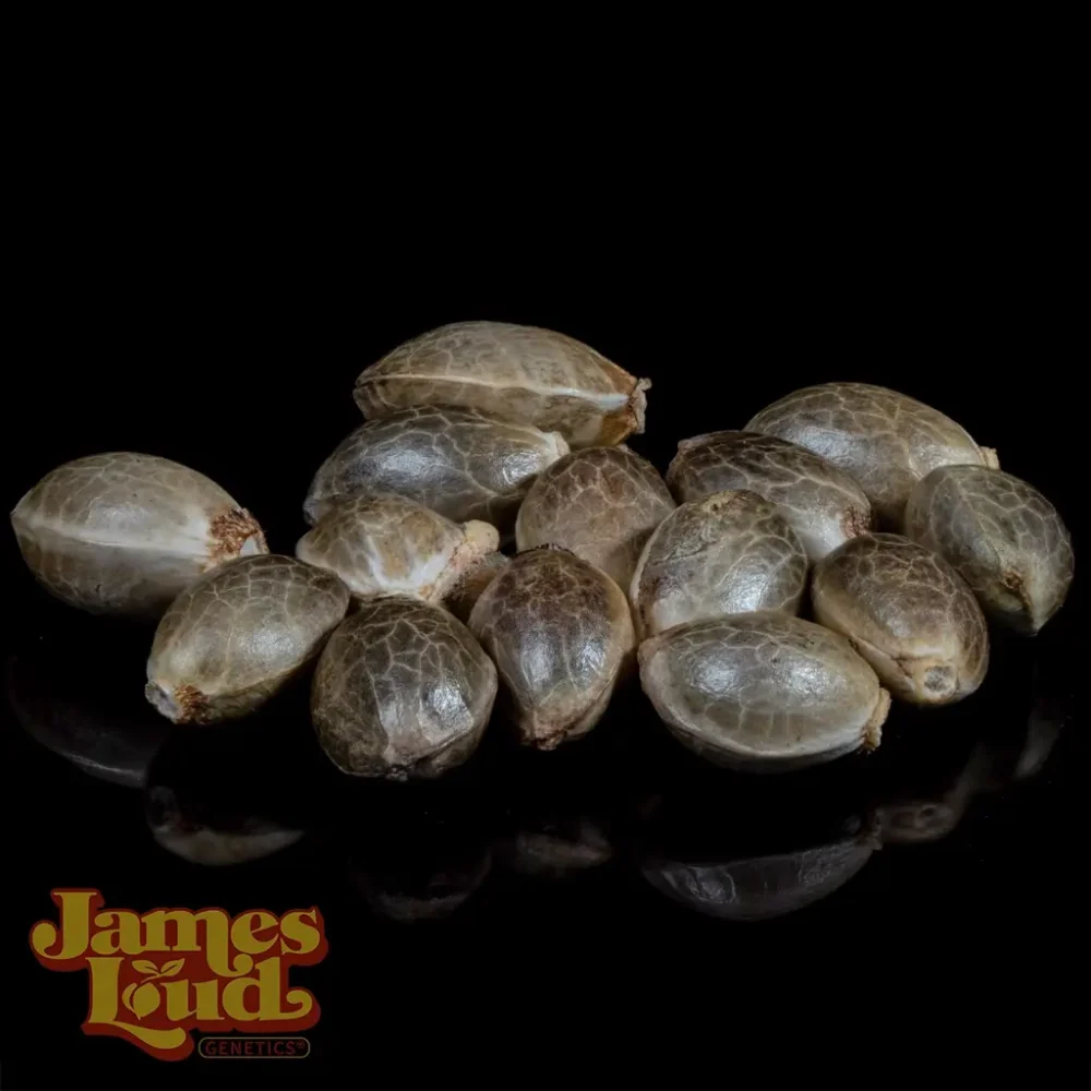 purple dew berry cannabis seeds purple dew berry cannabis seeds