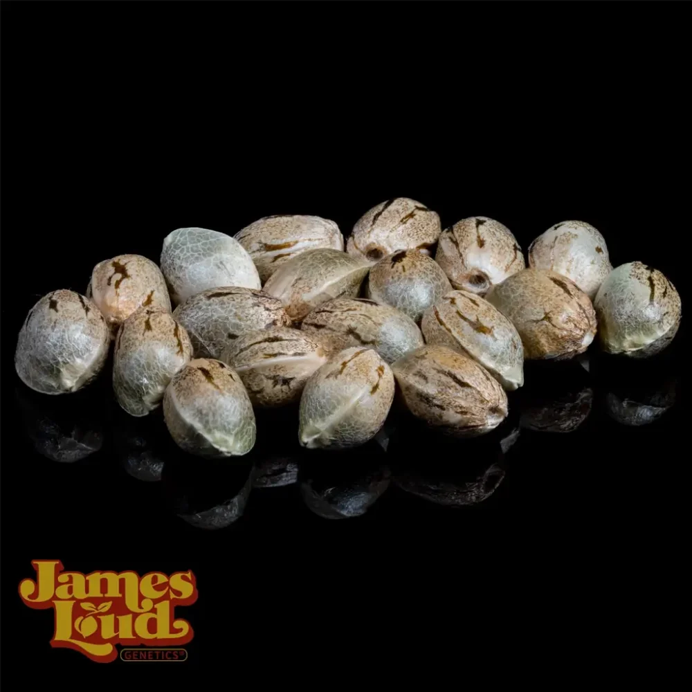 rainbow nana regular cannabis seeds rainbow nana regular cannabis seeds