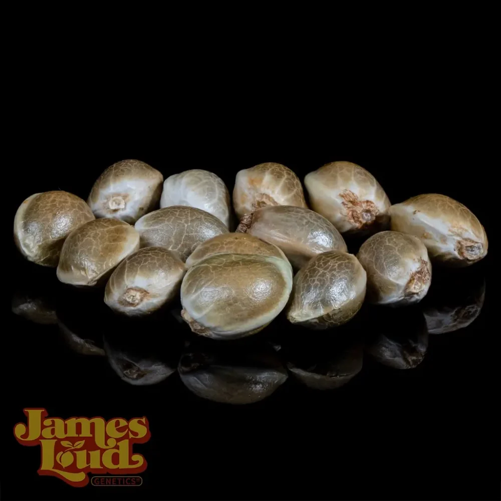 soo tang cannabis seeds soo tang cannabis seeds
