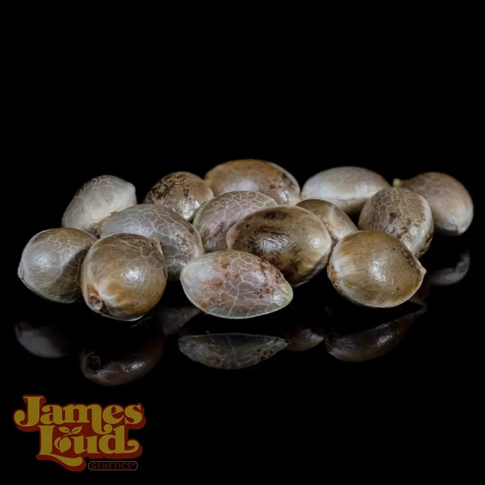sour apple tea cannabis seeds sour apple tea cannabis seeds