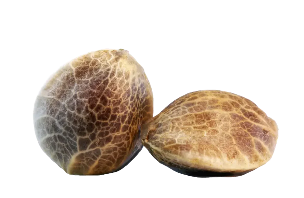 Sample Pack - 3 Seeds