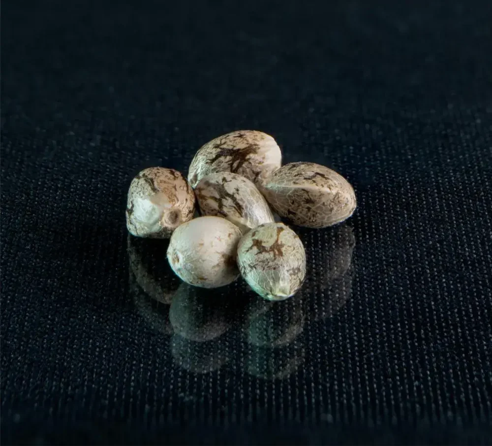 cannabis seeds cannabis seeds