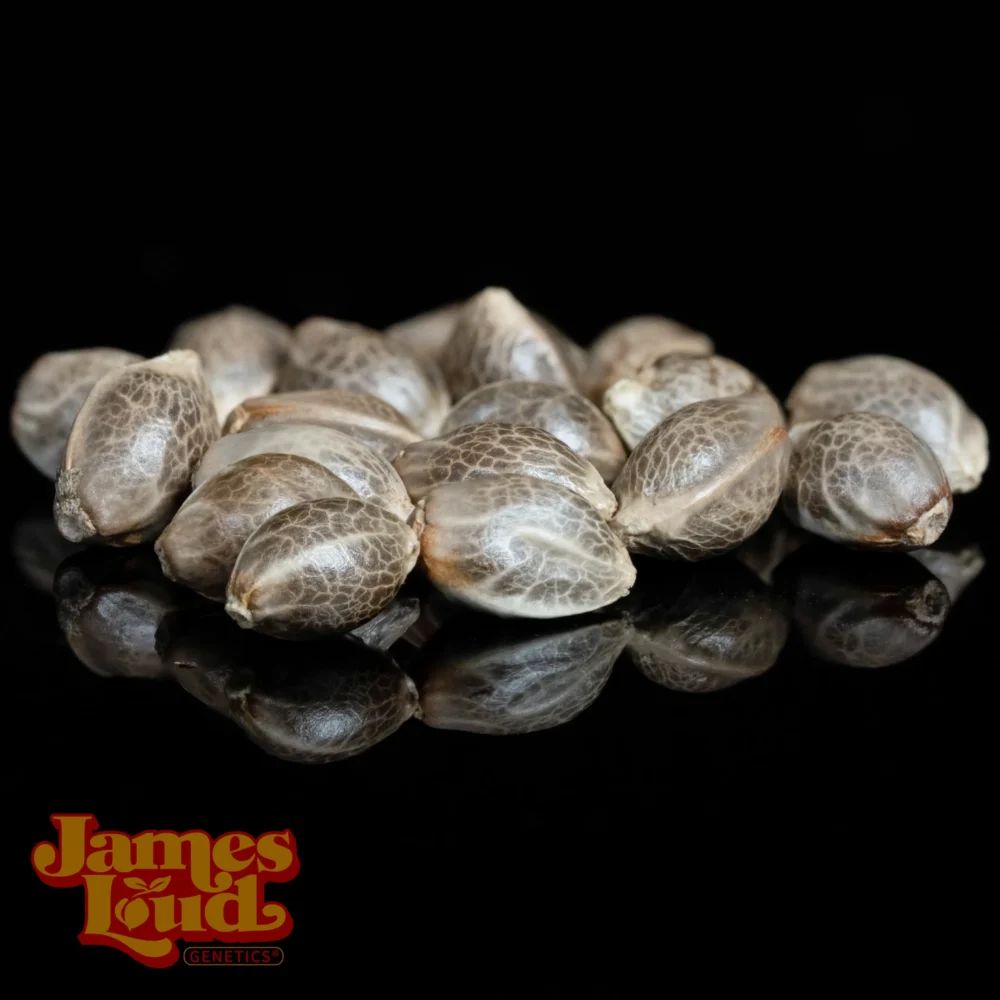 sour grape diesel sour grape diesel