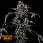 Black Radler Feminized Cannabis Seeds