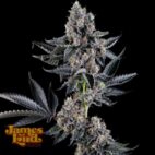 Everglazed Feminized Cannabis Seeds