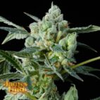 Haight Street Haze Feminized Cannabis Seeds