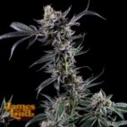 Kuru Kashi Feminized Cannabis Seeds