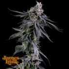 Zuckerbombe Feminized Cannabis Seeds