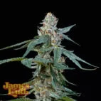 Chocolate Runtz__2_WED_B_v1