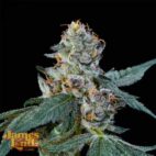 Chocolate Runtz__2_WED_C_v1B