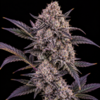 Loud Cherry Banana
